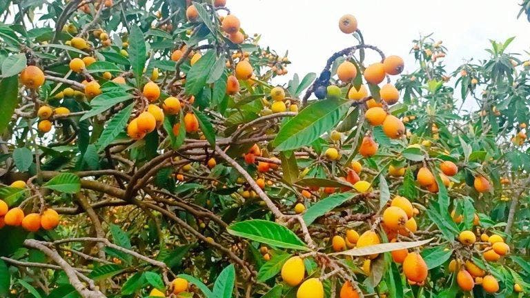 المزاح يثير الضجة في الناظور.. فاكهة شعبية تتحول إلى ترف موسمي