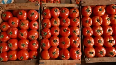 Een bloei van export van Marokkaanse tomaten naar Noorwegen