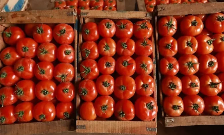 Een bloei van export van Marokkaanse tomaten naar Noorwegen